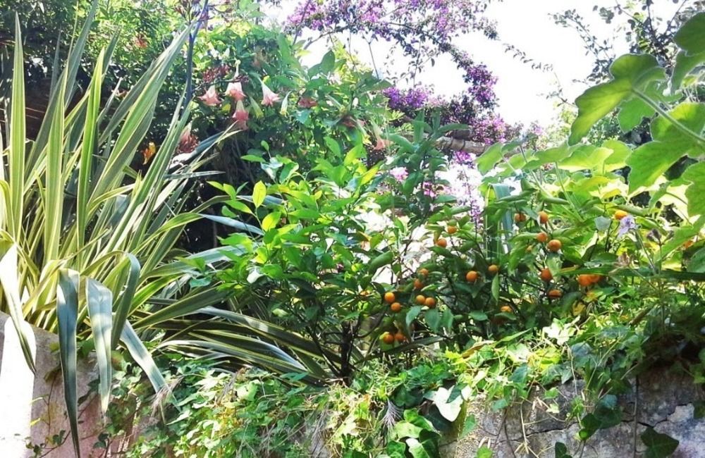B&B La Salamandra Kitchengarden Forio  Luaran gambar